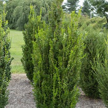 Buxus 'Highlander' PP22978