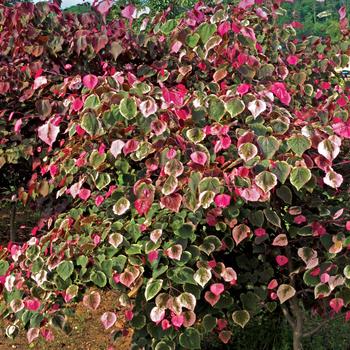 Cercis canadensis 'Carolina Sweetheart®'