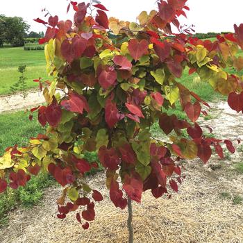 Cercis canadensis 'NC2016-2' PP31260
