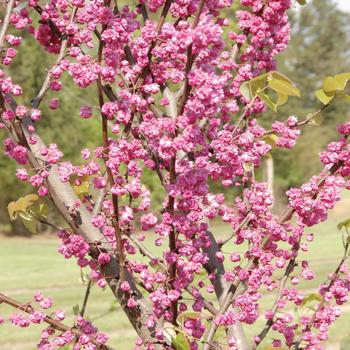 Cercis canadensis 'Pink Pom Poms'