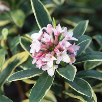 Daphne odora 'Marianni'