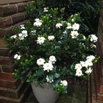 Gardenia jasminoides 'Buttons'