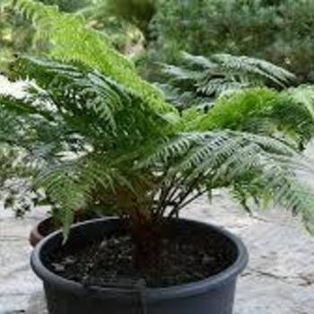 Cyathea australis