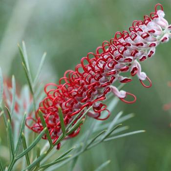 Grevillea 'Kings Celebration'