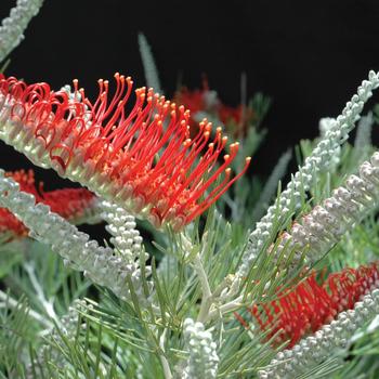 Grevillea 'Kings Fire'