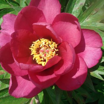 Paeonia 'Pink Ardour' 