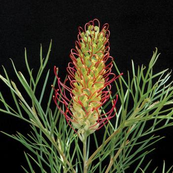 Grevillea 'Kings Rainbow' PP27931