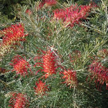 Grevillea 'Spirit of Anzac'