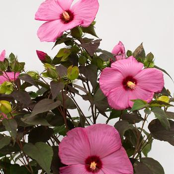 Hibiscus moscheutos Head Over Heels® 'Adore'