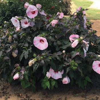 Hibiscus moscheutos 'Blush' 