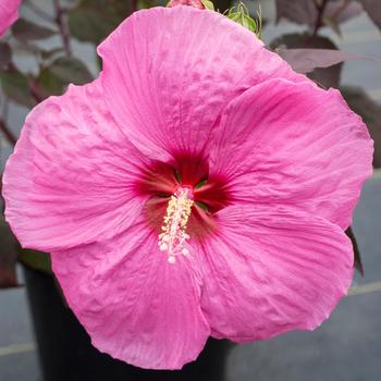 Hibiscus moscheutos 'RutHib2' PP30853