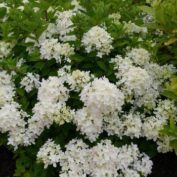 Hydrangea paniculata 'Bombshell'