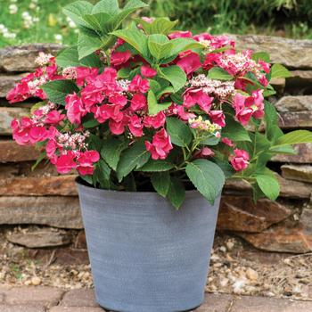 Hydrangea macrophylla 'Cherry Explosion™'