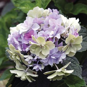 Hydrangea macrophylla 'Felicity'