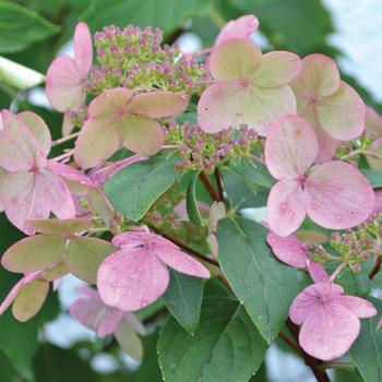 Hydrangea paniculata 'Fire and Ice'