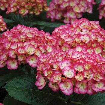 Hydrangea macrophylla 'Firefly'