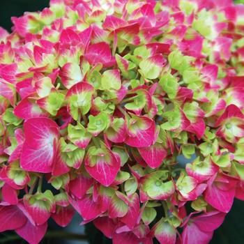 Hydrangea macrophylla 'Lime Lovebird'