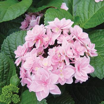 Hydrangea macrophylla 'Rosy Splendor'