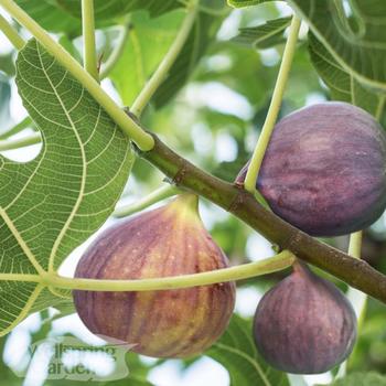 Ficus carica 'Olympian' 