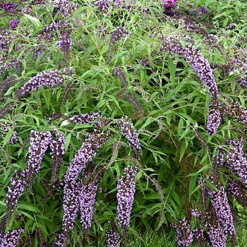 Buddleia davidii 'Wisteria Lane' PP27833