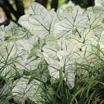 Caladium 'Candidum Jr.' 