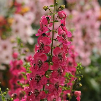 Angelonia angustifolia Archangel™ 'Dark Rose'