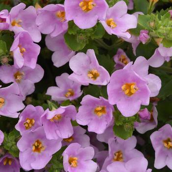 Sutera cordata 'Balverpine' 