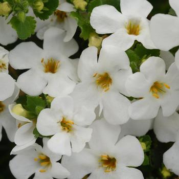 Sutera cordata Versa™ 'White'