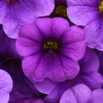 Calibrachoa Cha-Cha™ 'Deep Blue'