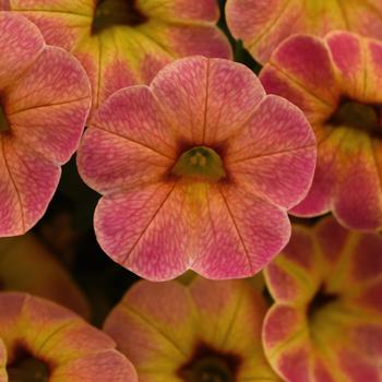 Calibrachoa 'Diva Apricot' 