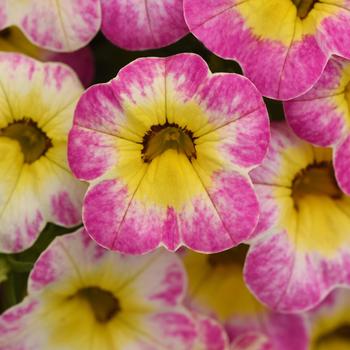 Calibrachoa Cha-Cha™ 'Diva Hot Pink'