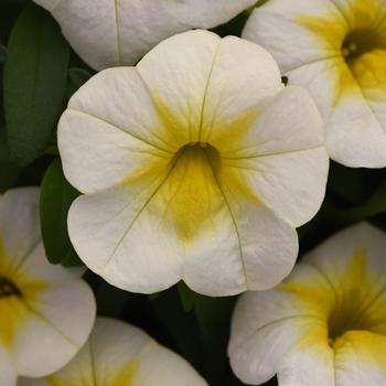 Calibrachoa Cha-Cha™ 'Frosty Lemon'