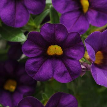 Calibrachoa Cabaret® 'Purple'