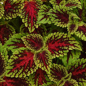 Coleus 'UF15-11-03' PPAF