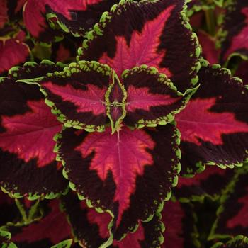 Coleus scutellarioides 'Heartbreaker' 