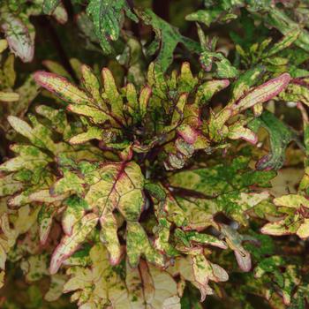 Coleus scutellarioides 'Mint Mocha' 