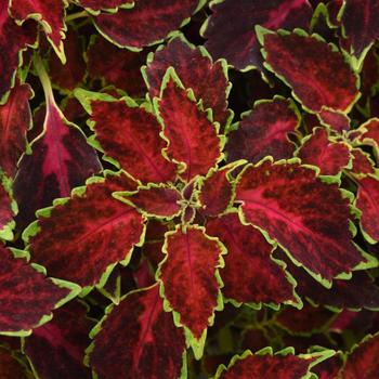 Coleus 'Ruby Punch' 