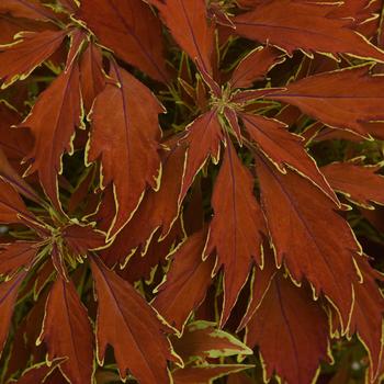 Coleus Flame Thrower™ 'Cajun Spice'