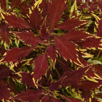 Coleus 'Balflamsira' 