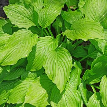 Hosta 'Honeybells' 