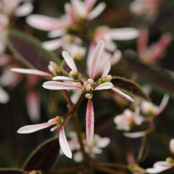 Euphorbia hypericifolia 'Blush' 