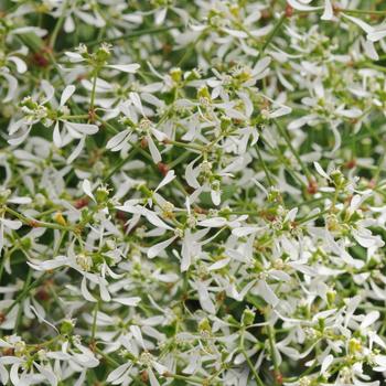 Euphorbia hypericifolia Breathless® 'White'