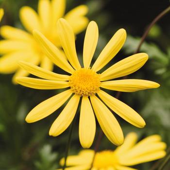 Euryops pectinatus 'Viridis'