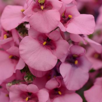 Diascia barberae 'Pink' 