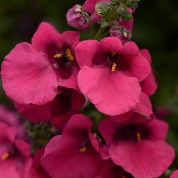 Diascia barberae 'Rose' 