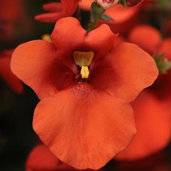 Diascia barberae 'Orange' 