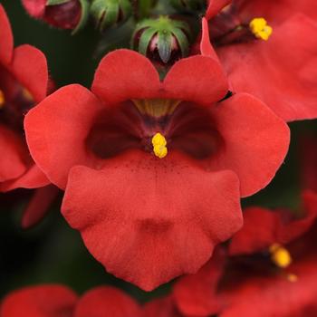 Diascia barberae Juliet™ 'Red'