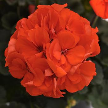 Pelargonium x hortorum 'Orange' 