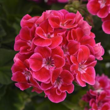 Pelargonium x hortorum 'Rose Flare' 