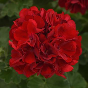 Pelargonium x hortorum 'Dark Red' 